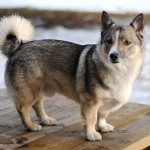 瑞典瓦汉德犬-缩略图-11