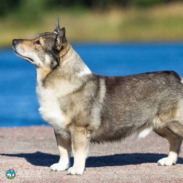 瑞典瓦汉德犬-12