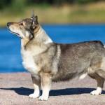 瑞典瓦汉德犬-缩略图-12