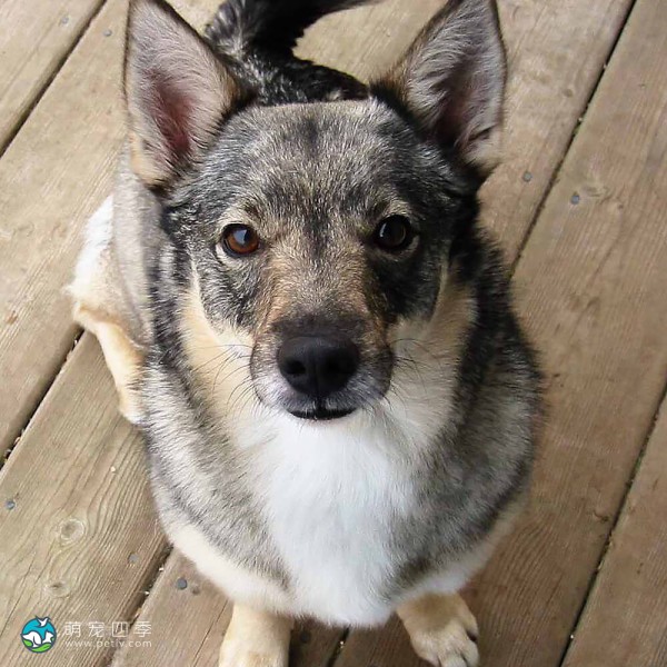 瑞典瓦汉德犬-13