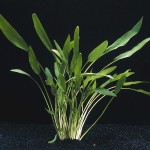 露西椒草-缩略图-1