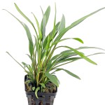 露西椒草-缩略图-2