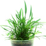 露西椒草-缩略图-3