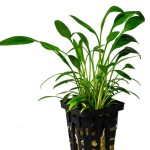 露西椒草-缩略图-5