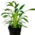 露西椒草-缩略图-7