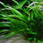 露西椒草-缩略图-8