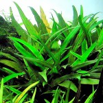 露西椒草-缩略图-9