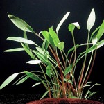 露西椒草-缩略图-10