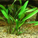 露西椒草-缩略图-11