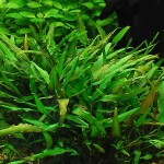 露西椒草-缩略图-12