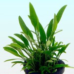 露西椒草-缩略图-13