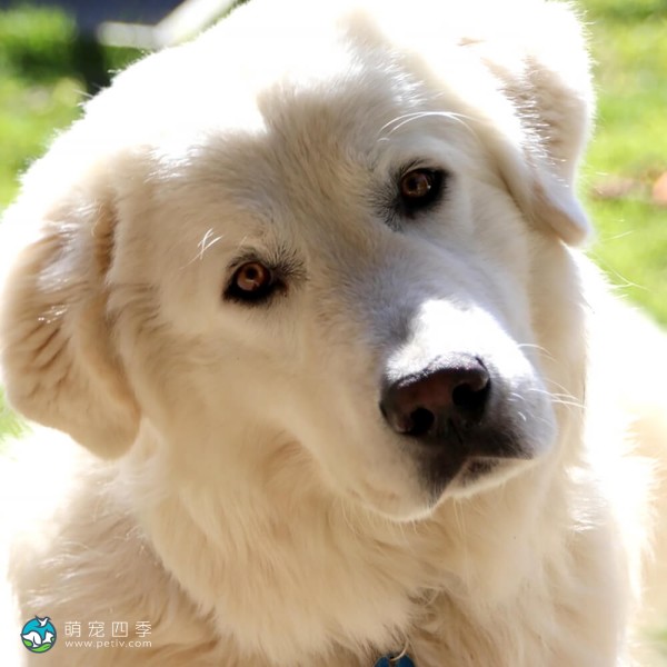 马雷马牧羊犬-1