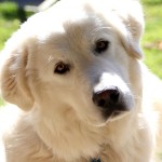 马雷马牧羊犬-缩略图-1