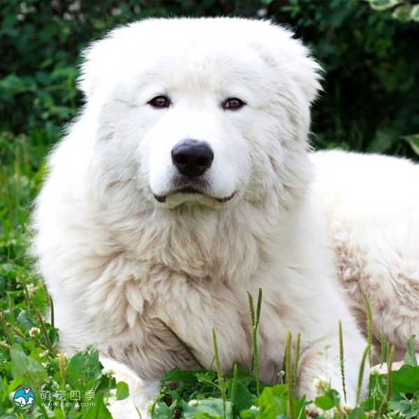 马雷马牧羊犬-2