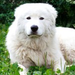 马雷马牧羊犬-缩略图-2