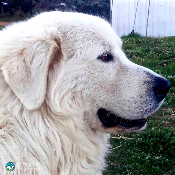 马雷马牧羊犬-3