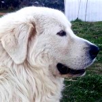 马雷马牧羊犬-缩略图-3