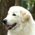 马雷马牧羊犬-缩略图-4