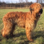 伯瑞犬-缩略图-1