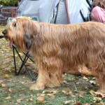 伯瑞犬-缩略图-3