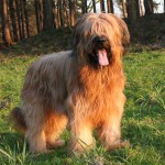 伯瑞犬-缩略图-4