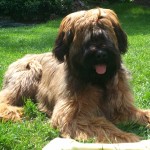 伯瑞犬-缩略图-7