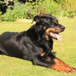 法国狼犬-缩略图-1