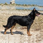 法国狼犬-缩略图-2