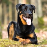 法国狼犬-缩略图-4