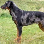 法国狼犬-缩略图-5