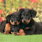 法国狼犬-缩略图-6