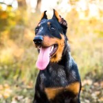 法国狼犬-缩略图-7