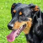 法国狼犬-缩略图-8