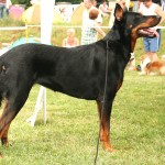 法国狼犬-缩略图-9