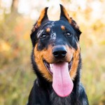 法国狼犬-缩略图-10