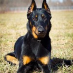 法国狼犬-缩略图-11