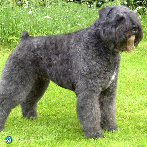 法兰德斯畜牧犬-1