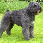 法兰德斯畜牧犬-缩略图-1