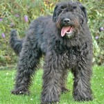 法兰德斯畜牧犬-缩略图-2