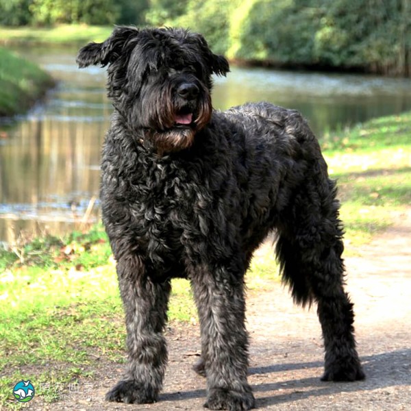 法兰德斯畜牧犬-3