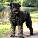 法兰德斯畜牧犬-缩略图-3