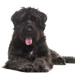 法兰德斯畜牧犬-缩略图-4