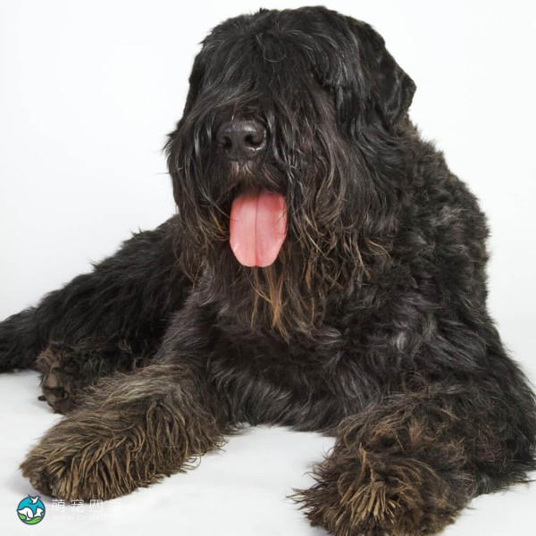 法兰德斯畜牧犬-5