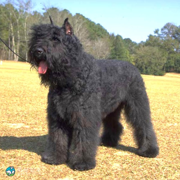 法兰德斯畜牧犬-6