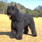 法兰德斯畜牧犬-缩略图-6