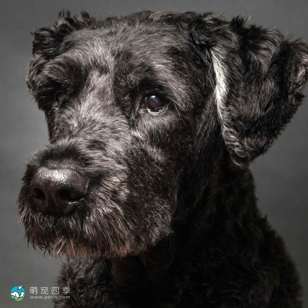 法兰德斯畜牧犬-7