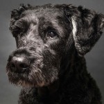 法兰德斯畜牧犬-缩略图-7