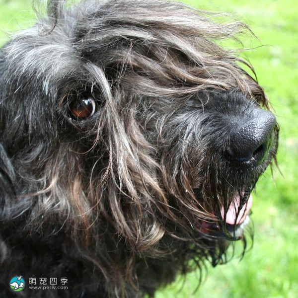 法兰德斯畜牧犬-8