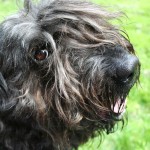 法兰德斯畜牧犬-缩略图-8