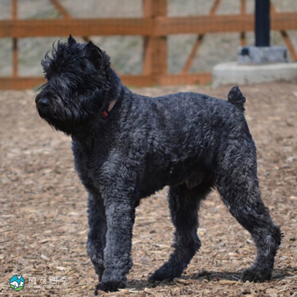 法兰德斯畜牧犬-9